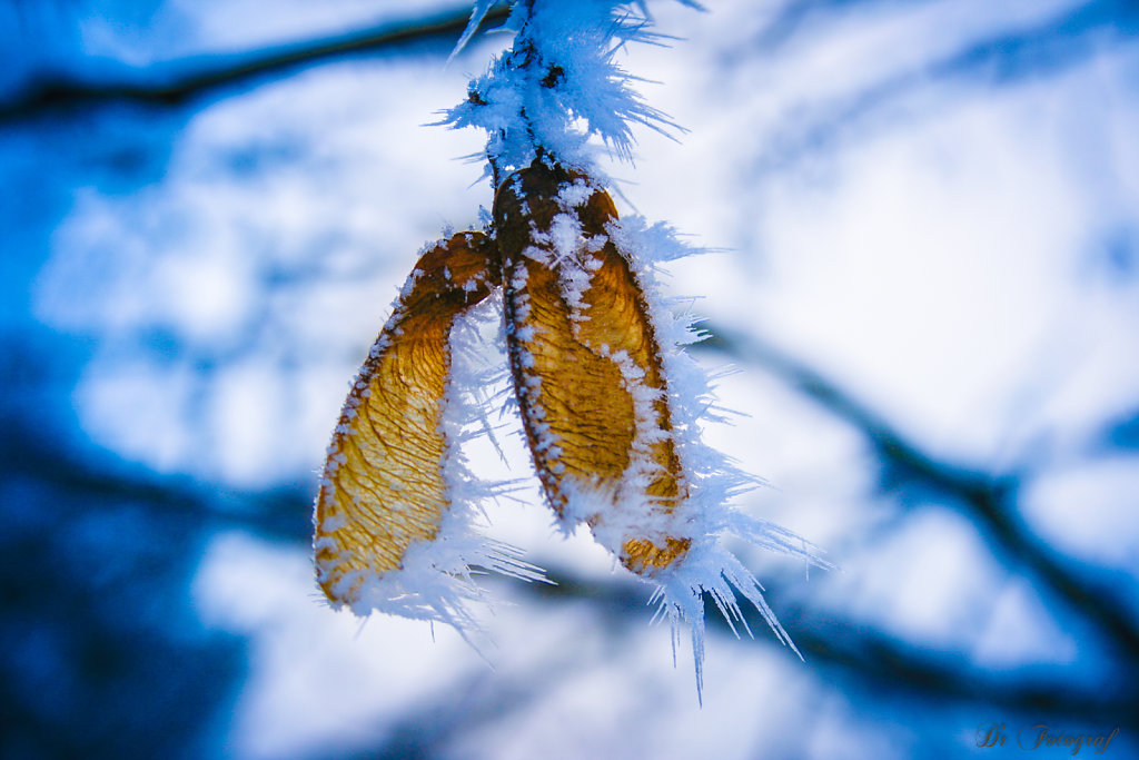 Ice Crystals and Leaf
