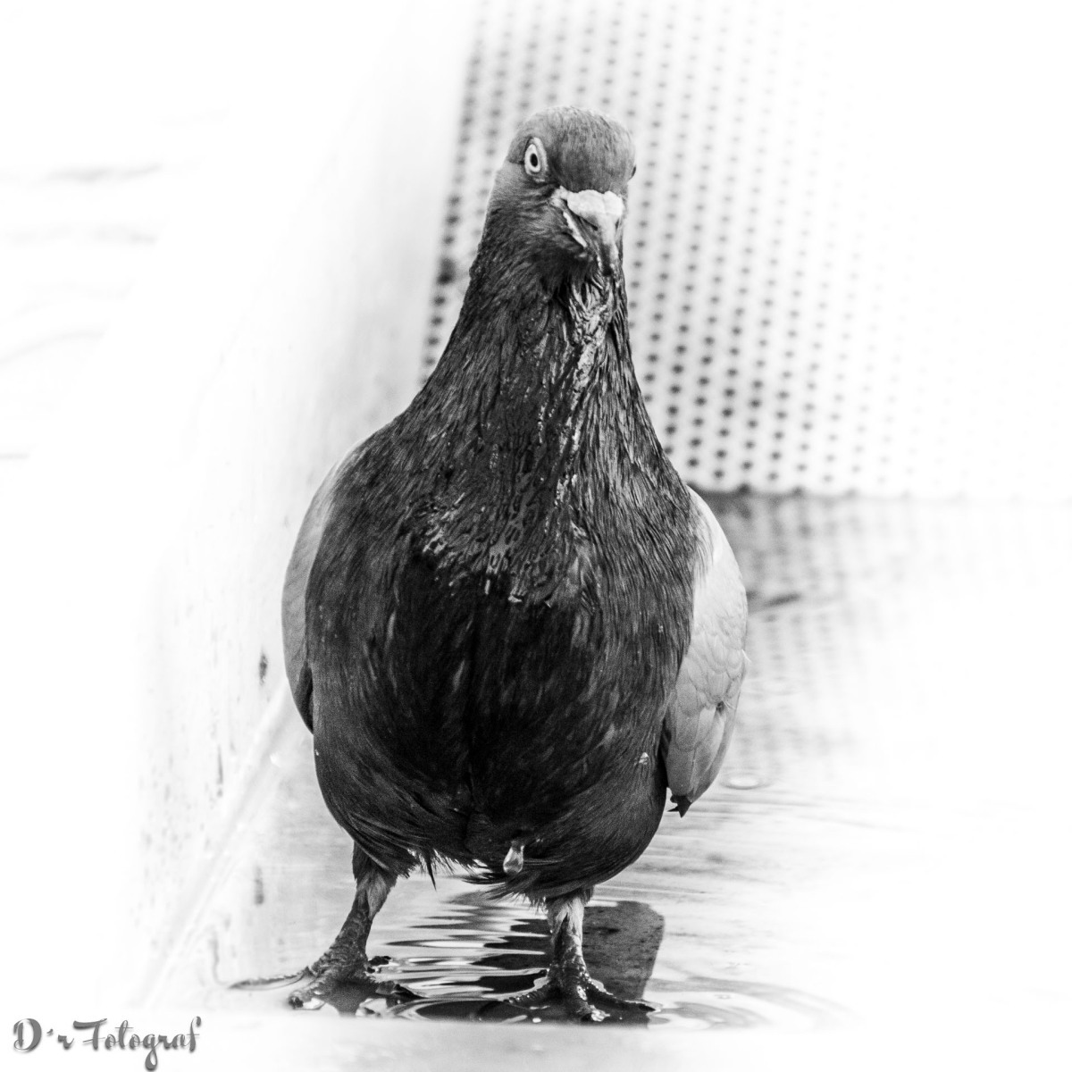 Pigeon