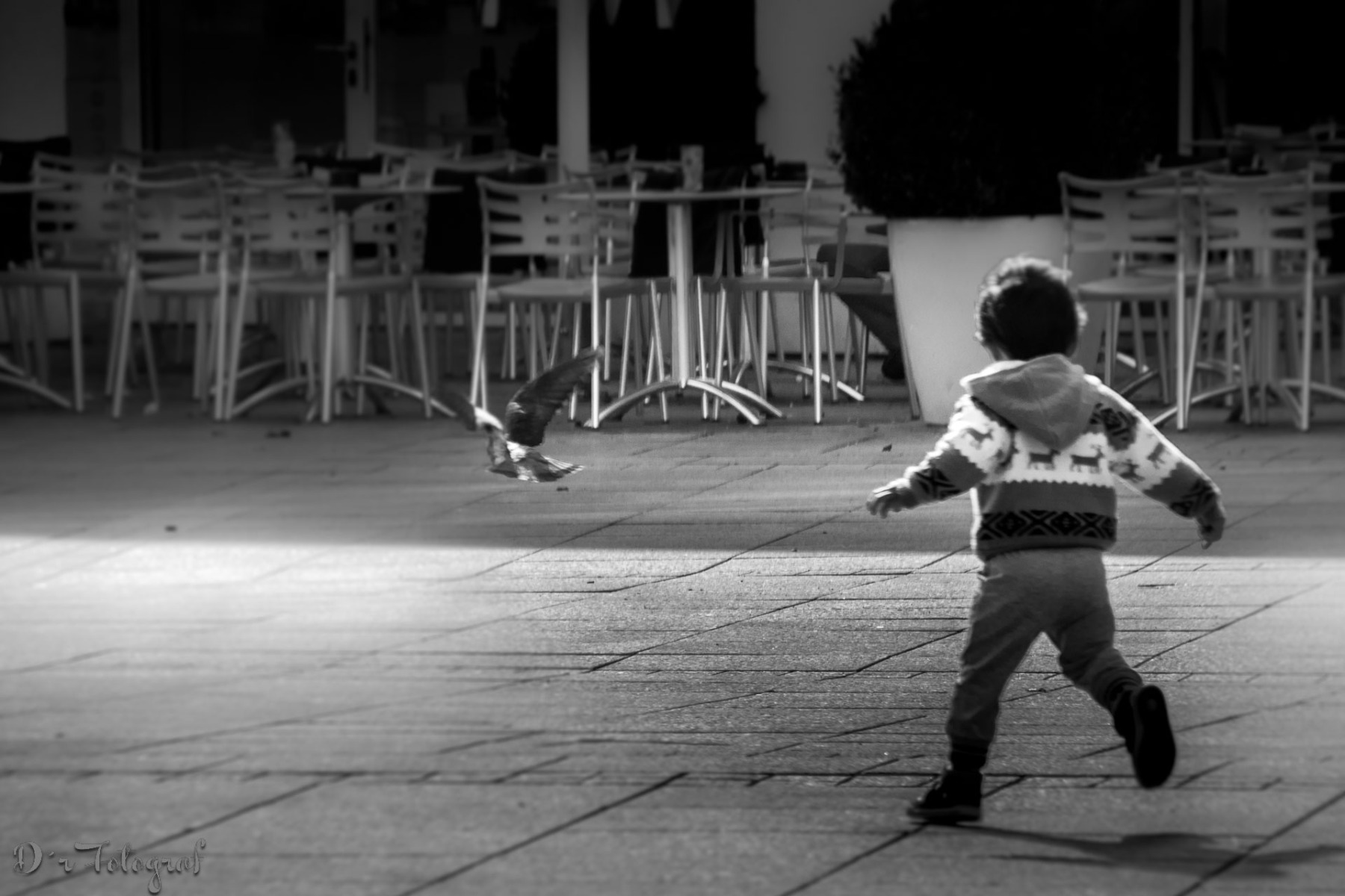 Pigeon Chasing / Ulm Münsterplatz